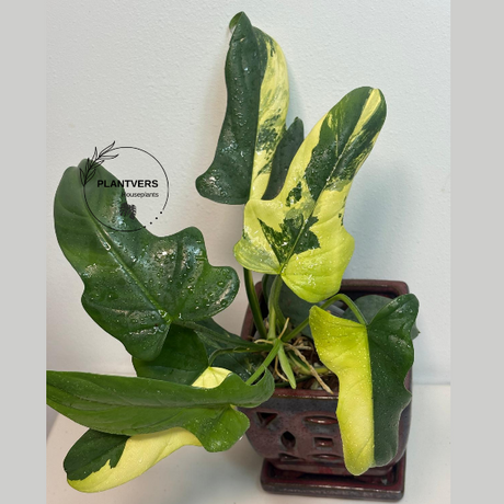 Philodendron Bipennifolium