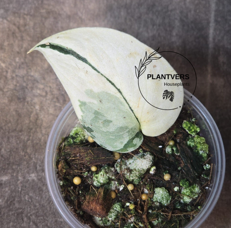 Variegated Scindapsus Mayari