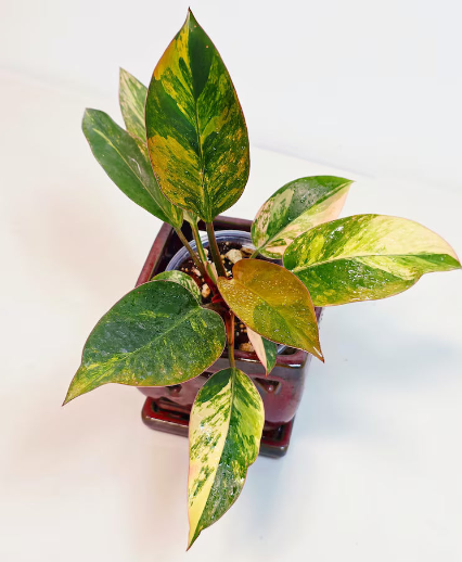 Variegated Philodendron Yellow Congo