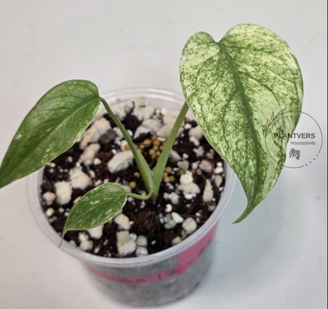 Monstera Mint Variegated Collection