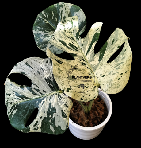 Monstera Deliciosa bulbasaur Variegated