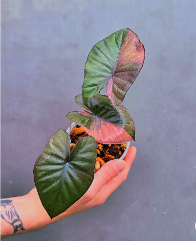 Alocasia Variegated