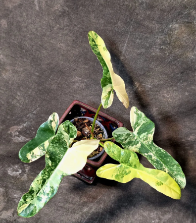 Variegated Philodendron Brown Beauty Florida Beauty x Black Billietiae