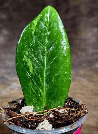 Variegated ZZ Gold Live Plant - Zamioculcas Zamiifolia