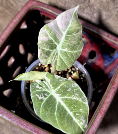 Alocasia Reginula Black Velvet Pink Variegated