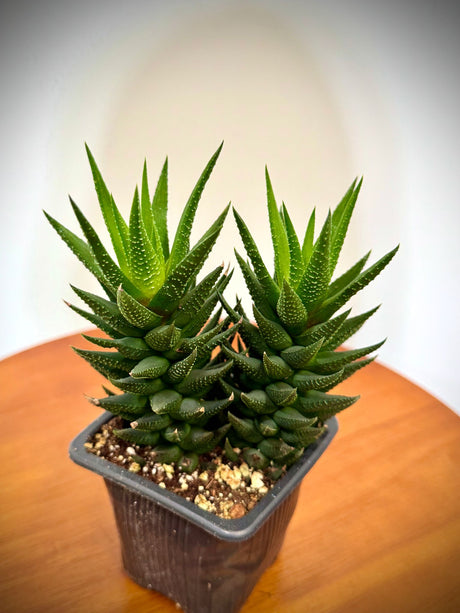 Succulents