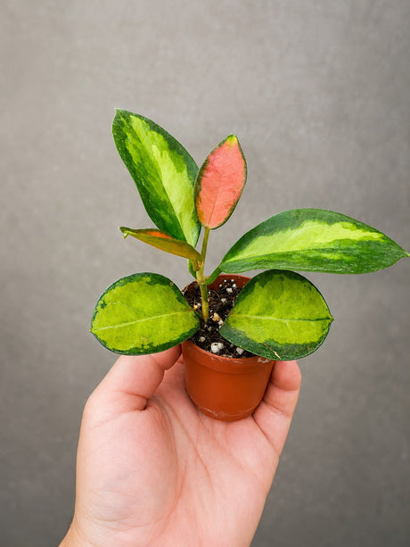 Starter PLANT 2026
