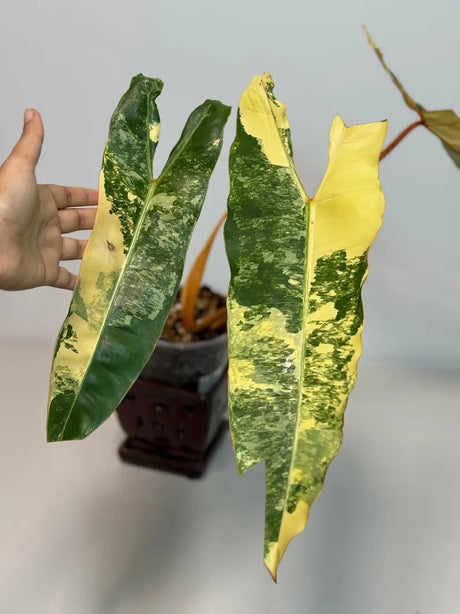 Variegated Philodendron Billietiae Plant