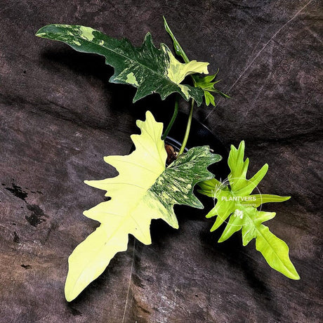 Philodendron Florida Beauty x Mayoi