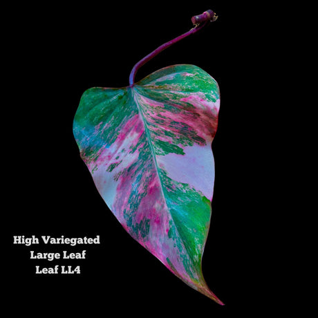 Variegated Philodendron Strawberry Shake Live Plant