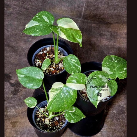 Variegated Monstera Thai Constellation Plants
