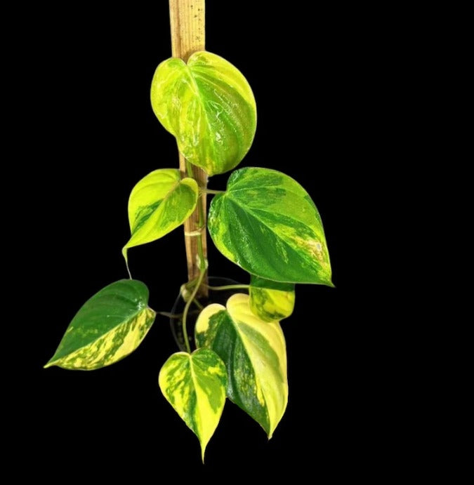 Variegated Philodendron