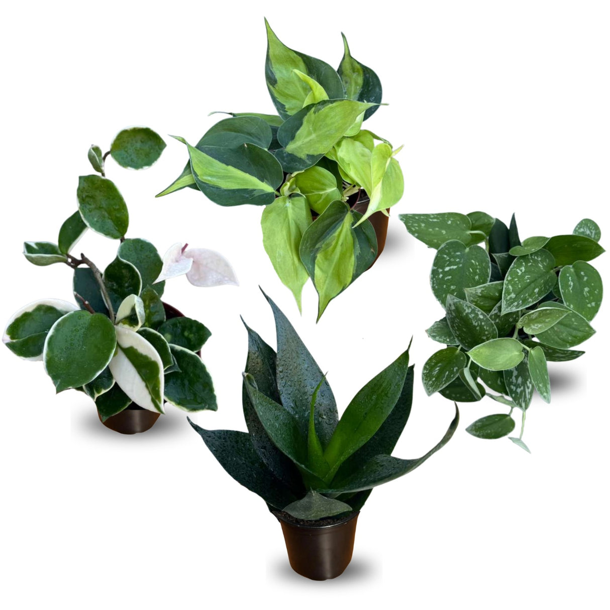 Set of 4 Assorted Indoor Plant in 4” Pots - Mystery Plant Bundle Box - Snake Plant, Hoya, ZZ & More - Easy Care Low Light Houseplants