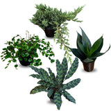 4 Pack Live Houseplants in 4 Inch Pots - Easy Care Low Light Indoor Plants - Air Purifying Decorative Potted Plant Set - Mystery Assorted Bundle