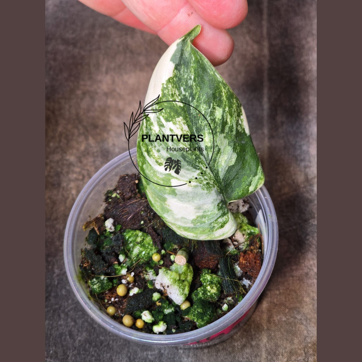 Scindapsus Jade Satin