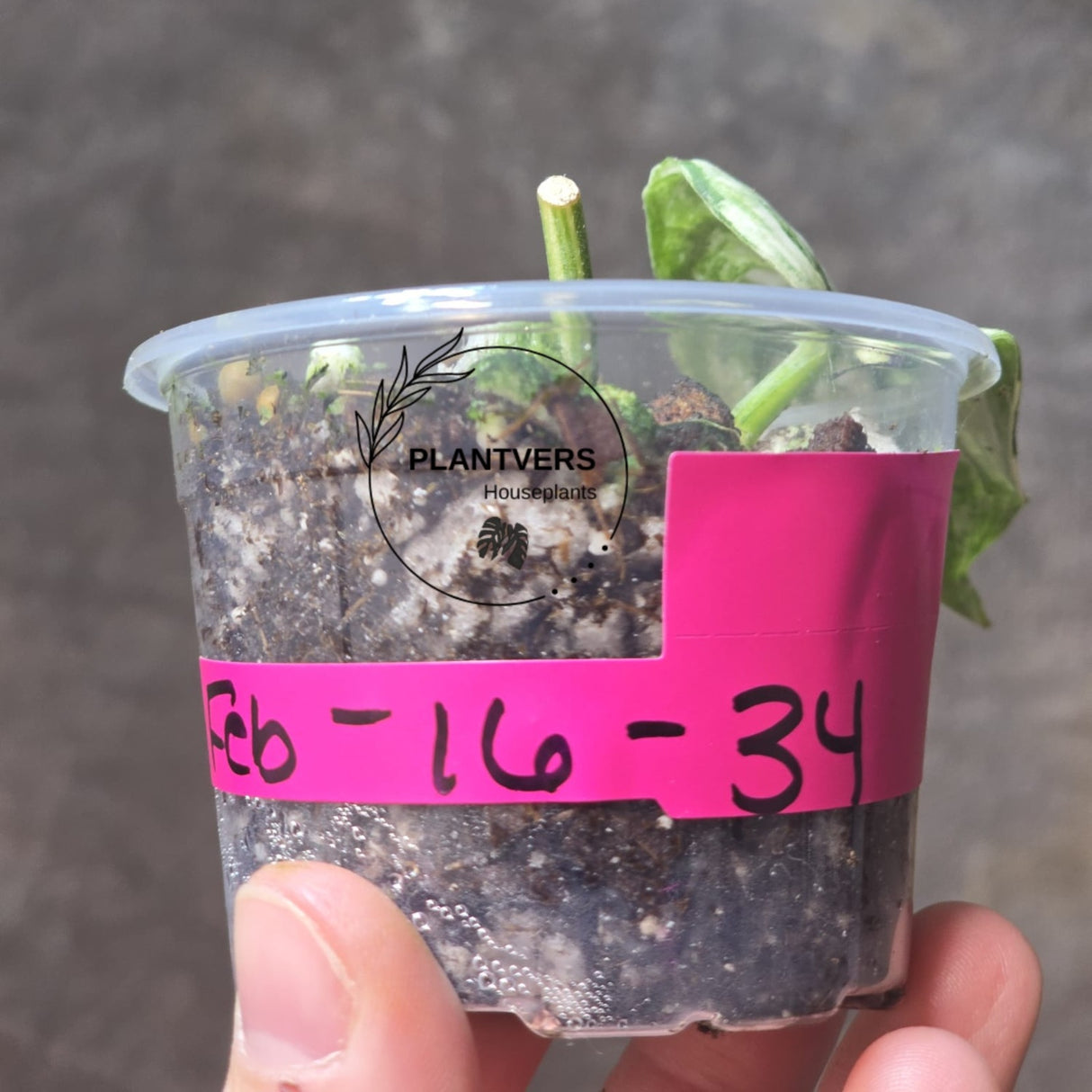 Scindapsus Jade Satin Variegated Plant in a Nursery Pot - Rare Tropical - EXACT Plant - US Seller