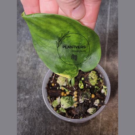 Scindapsus Jade Satin