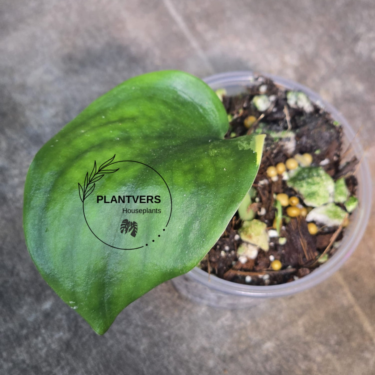 Variegated Scindapsus Jade Satin Plant - Rare Tropical - EXACT Same Plant - US Seller