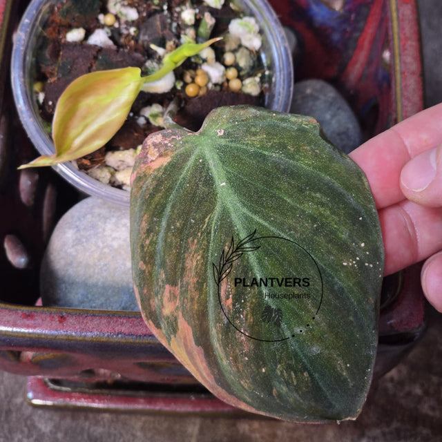 Variegated Philodendron Mican Aurea