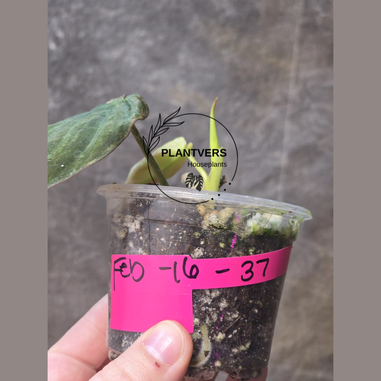 Rare Variegated Philodendron Mican Aurea Potted Plant - Collector Plant - EXACT Plant - US SELLER