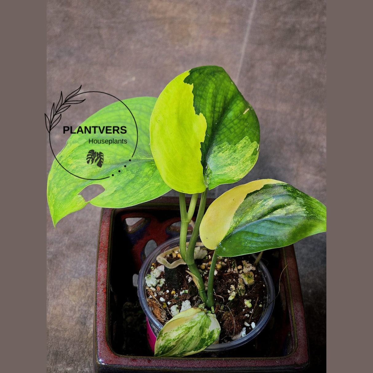 Jade Satin Varigated