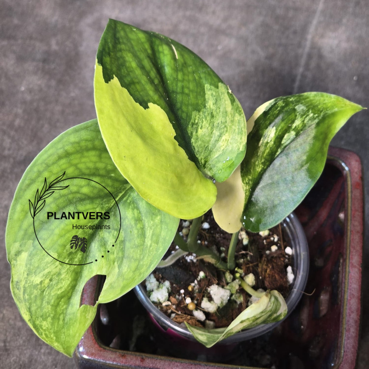 Variegated Scindapsus Jade Satin Plant in a Nursery Pot - Rare Tropical Plant - EXACT Plant - US Seller