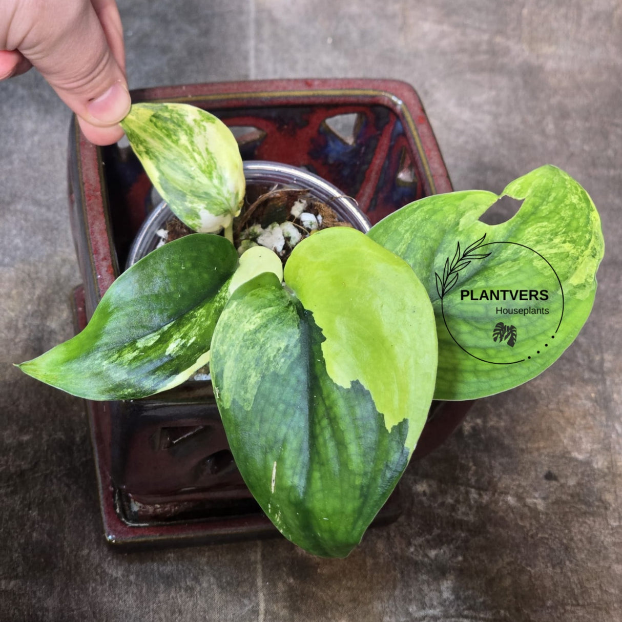 Variegated Scindapsus Jade Satin Plant in a Nursery Pot - Rare Tropical Plant - EXACT Plant - US Seller