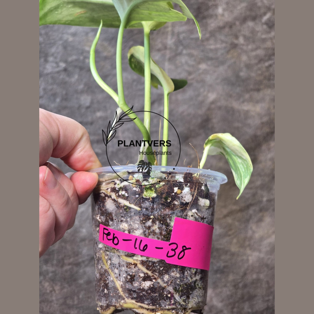 Variegated Scindapsus Jade Satin Plant in a Nursery Pot - Rare Tropical Plant - EXACT Plant - US Seller