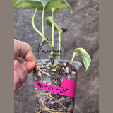 Variegated Scindapsus Jade Satin Plant in a Nursery Pot - Rare Tropical Plant - EXACT Plant - US Seller