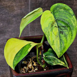 Jade Satin Variegated Plant 