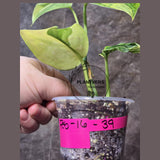 Scindapsus Jade Satin Variegated Plant in a Nursery Pot - Rare Tropical - EXACT Plant - US Seller