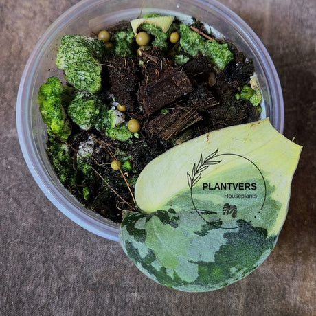 Variegated Scindapsus Mayari 