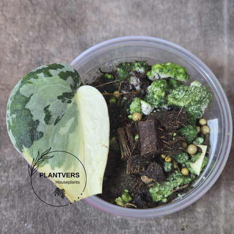 Rare Scindapsus Mayari 