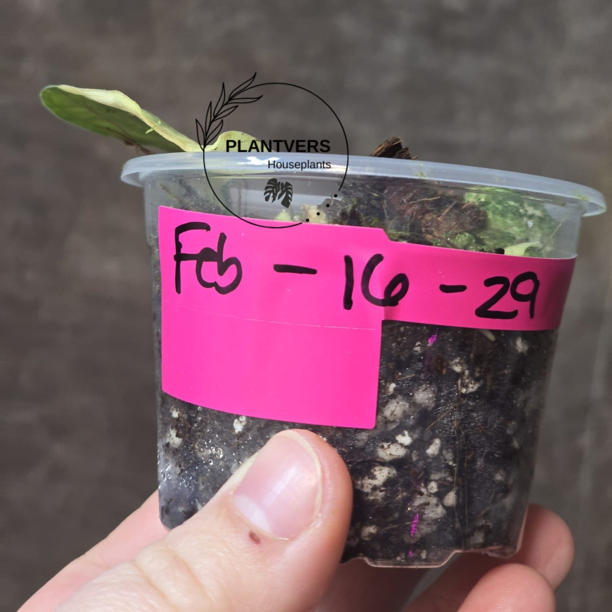 Variegated Scindapsus Mayari - Rare Collector Plant - EXACT Same Plant - US Seller