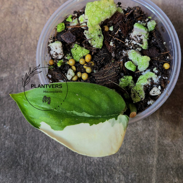 Scindapsus Jade Satin