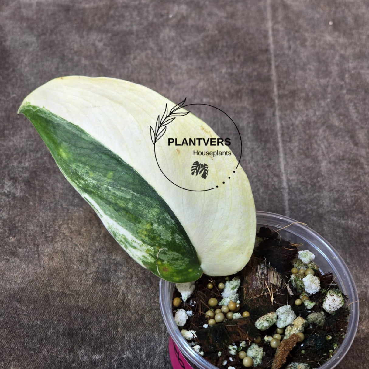 Scindapsus Jade Satin