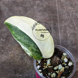 Scindapsus Jade Satin