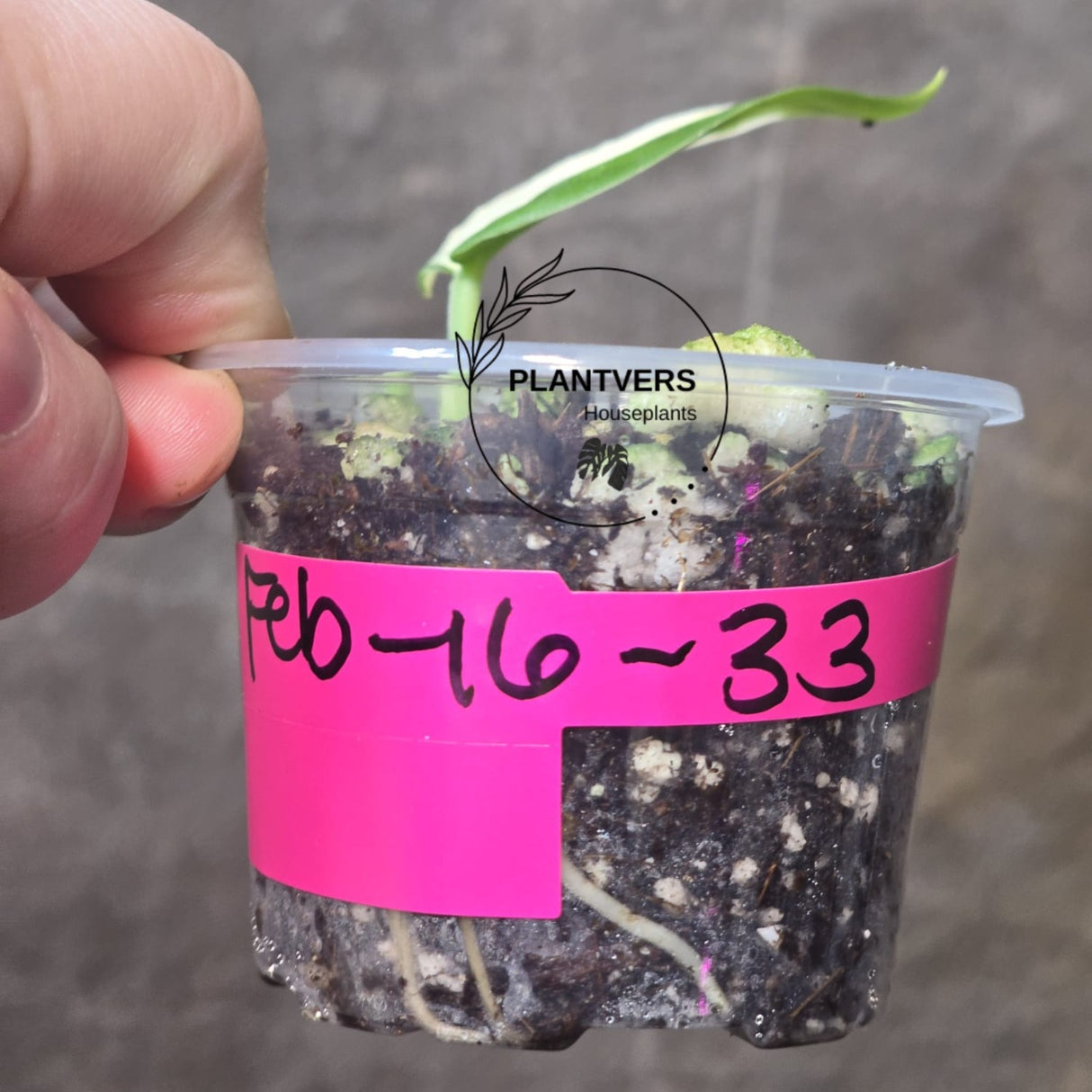 Scindapsus Rooted Jade Satin 