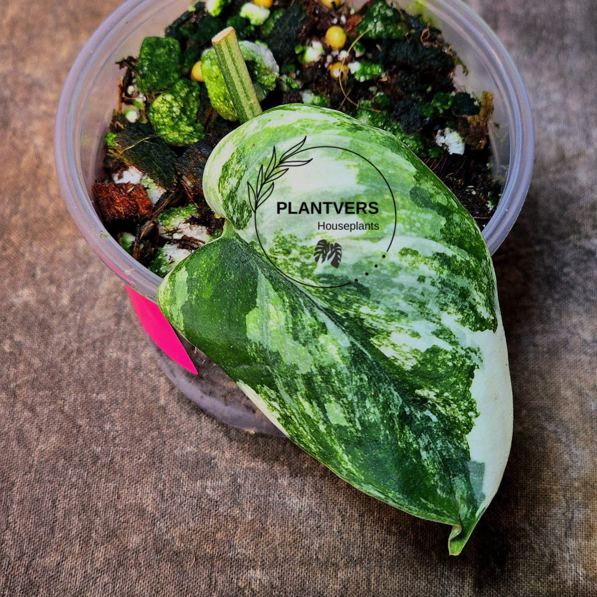 Jade Satin Variegated Plant