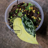 Variegated Mayari Plant