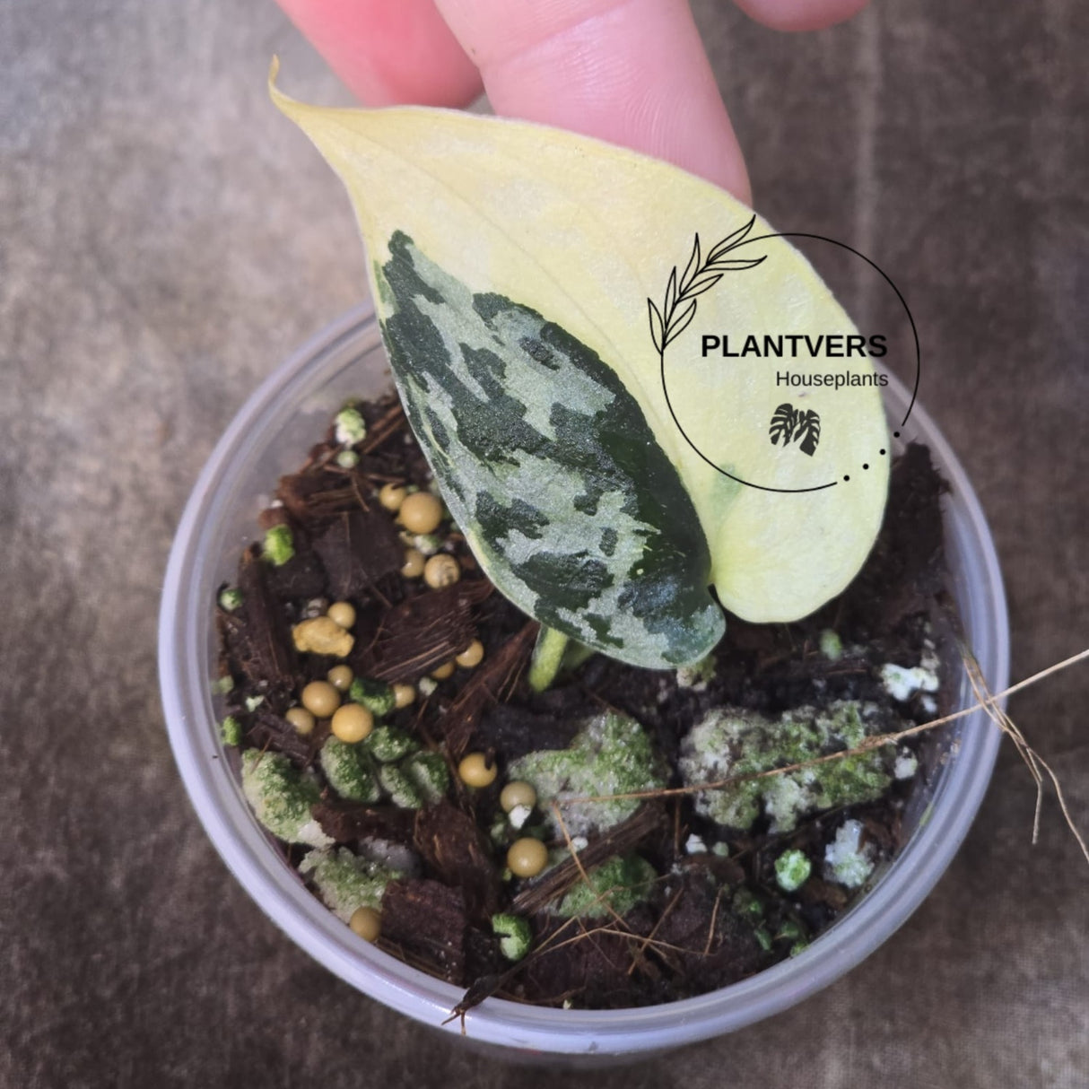 Scindapsus Mayari Rooted Plant