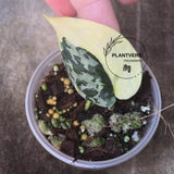 Scindapsus Mayari Rooted Plant