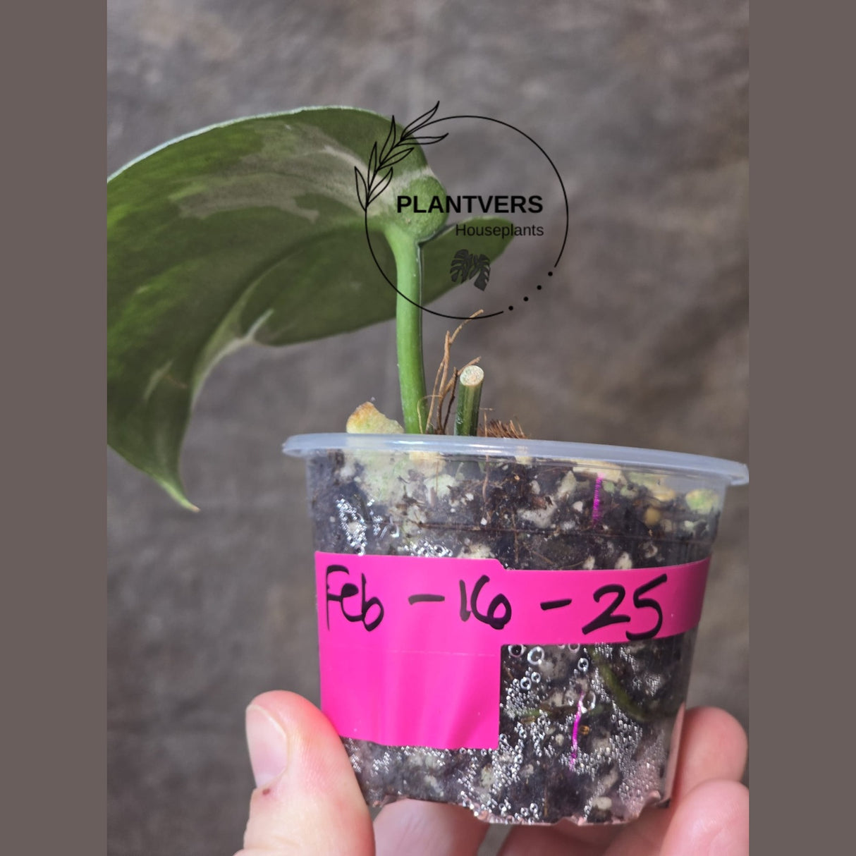 Variegated Scindapsus Mayari - Rare Collector Plant - EXACT Plant - US Seller