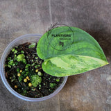 Scindapsus Jade Satin