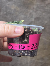 Variegated Scindapsus Mayari - Rare Collector Plant - EXACT Plant - US Seller