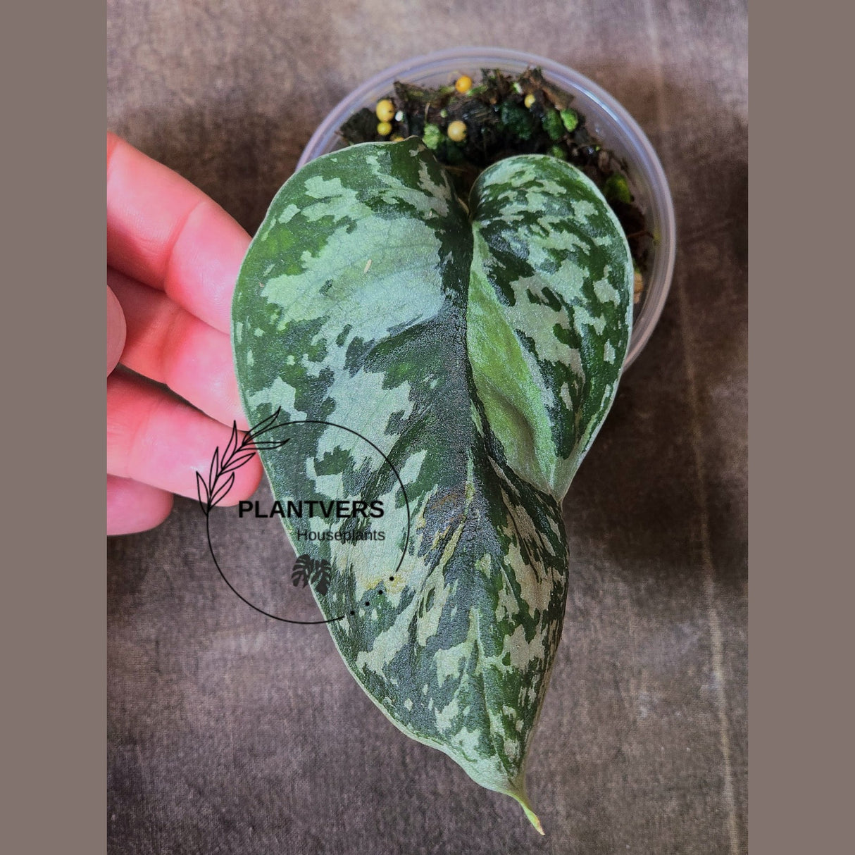 Variegated Scindapsus Mayari - Rare Collector Plant - EXACT Plant - US Seller
