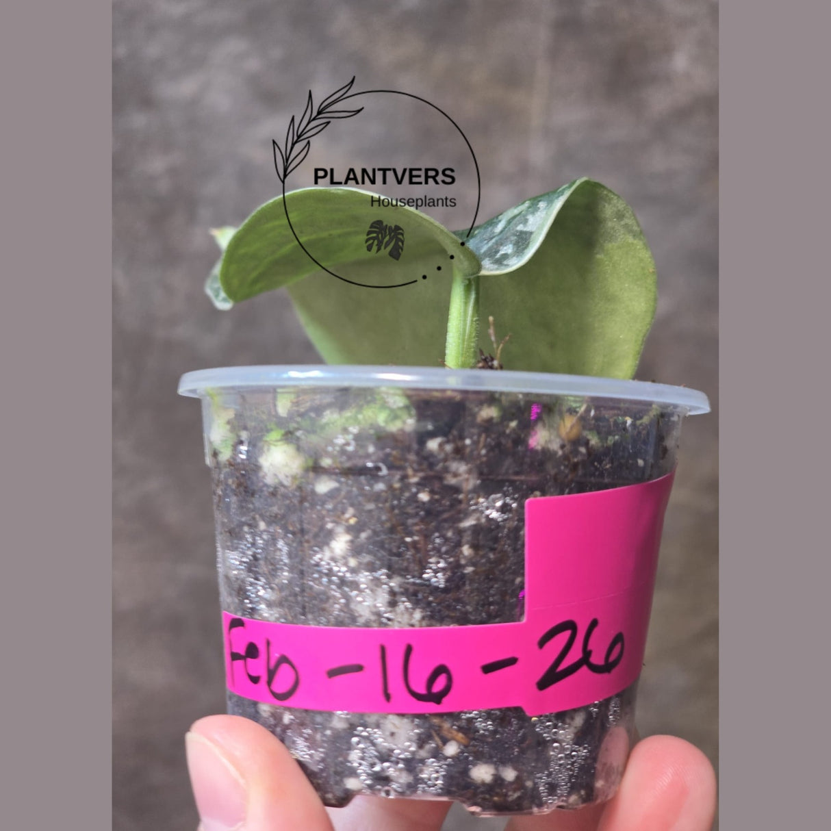 Variegated Scindapsus Mayari - Rare Collector Plant - EXACT Plant - US Seller