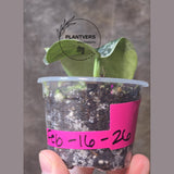 Variegated Scindapsus Mayari - Rare Collector Plant - EXACT Plant - US Seller