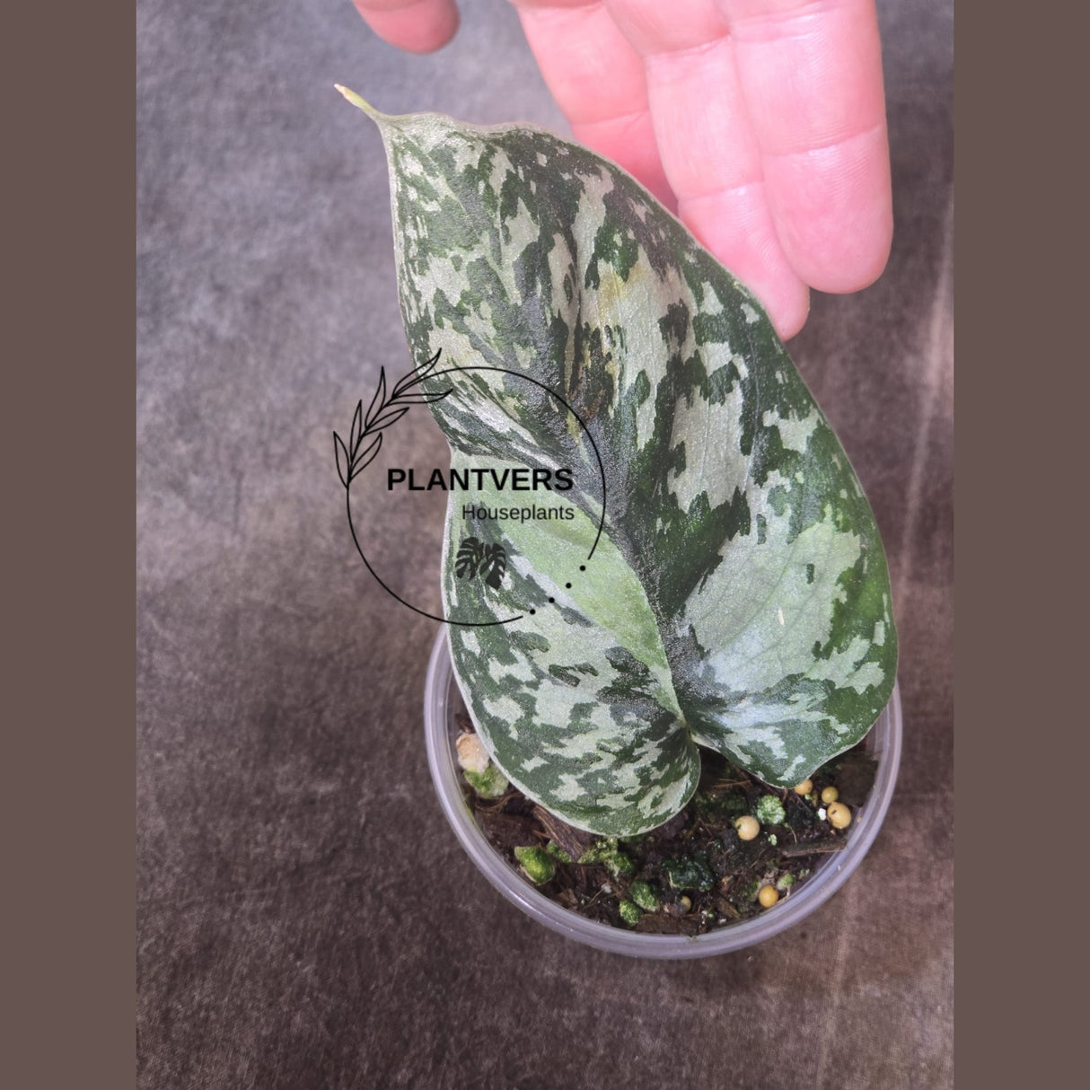 Variegated Scindapsus Mayari - Rare Collector Plant - EXACT Plant - US Seller