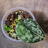 Variegated Scindapsus Mayari